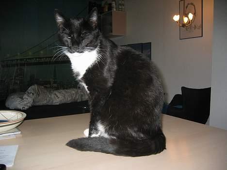 Huskat Anton billede 16