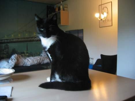 Huskat Anton billede 17