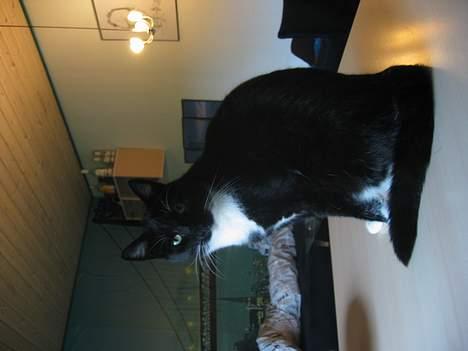 Huskat Anton billede 18