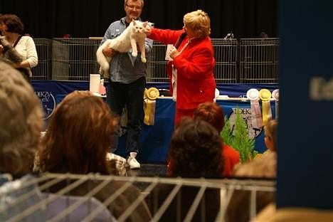 Maine Coon GIC Bright Star - På scenen for at få biv-præmie. Udstilling Oberhausen/German Open 13/14 maj  billede 16