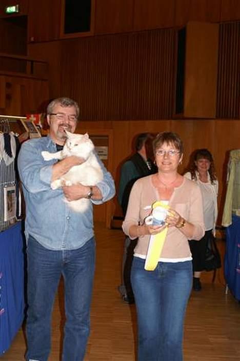 Maine Coon GIC Bright Star - Star og de stolte "forældre"  billede 17