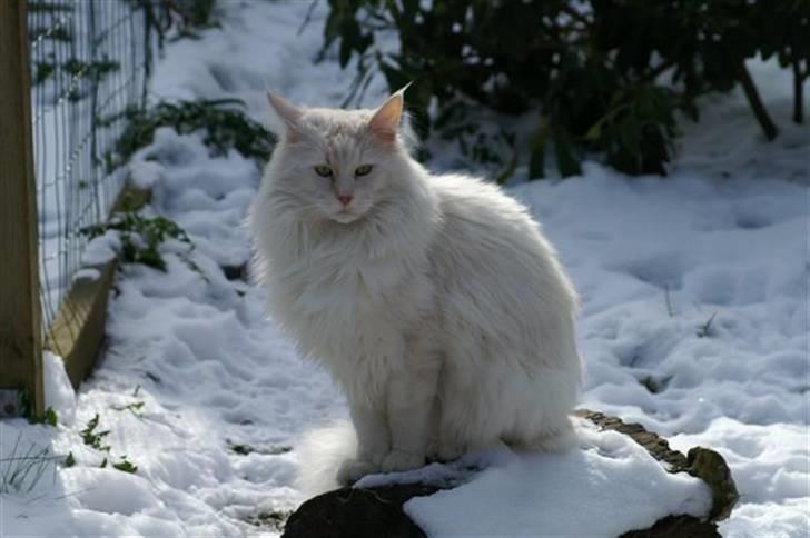 Maine Coon GIC Bright Star - I haven 23-03-08 billede 18