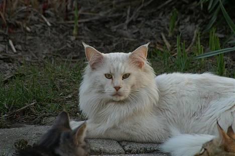 Maine Coon GIC Bright Star - Bliver vist frem til publikum under best in show billede 19