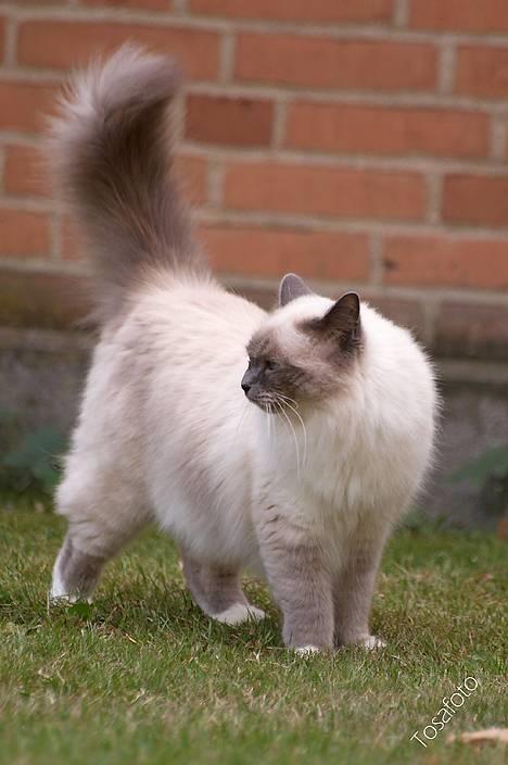 Hellig Birma Dumle von Tasi´s billede 2