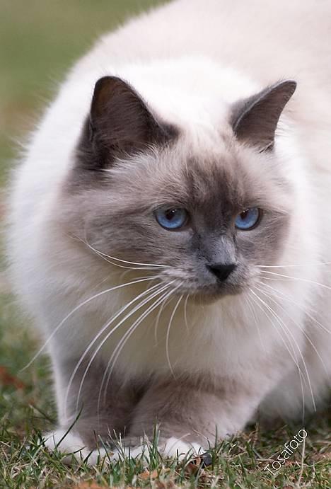 Hellig Birma Dumle von Tasi´s billede 3