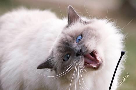 Hellig Birma Dumle von Tasi´s billede 4