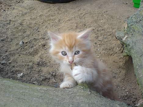 Maine Coon † Pjuske † - Tyson , Vores nye lille mis billede 15