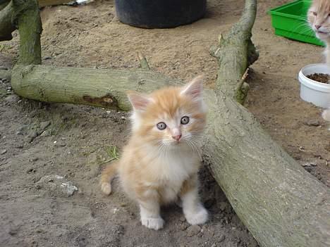 Maine Coon † Pjuske † - Tyson , vores nye lille mis billede 16