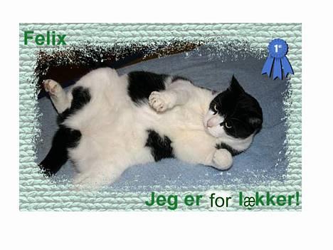 Huskat Felix Philipsen - se min dejlige mave billede 7