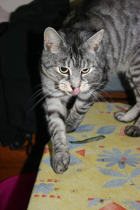 Huskat Kasper (Kastenskjold ) - Kasper den frækkert rækker tunge billede 10