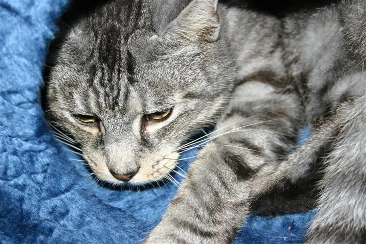 Huskat Kasper (Kastenskjold ) - Dejlig med en ny hule billede 11