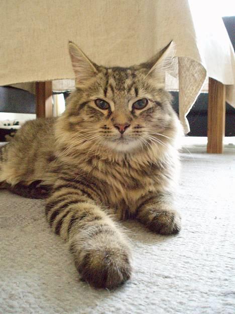 Blanding af racer Kiwi billede 1