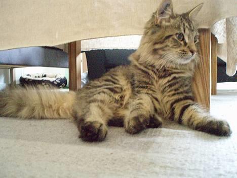 Blanding af racer Kiwi billede 2