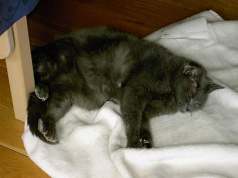 Huskat Musti - årh du var sårn en dejlig kat! MISS U! billede 1