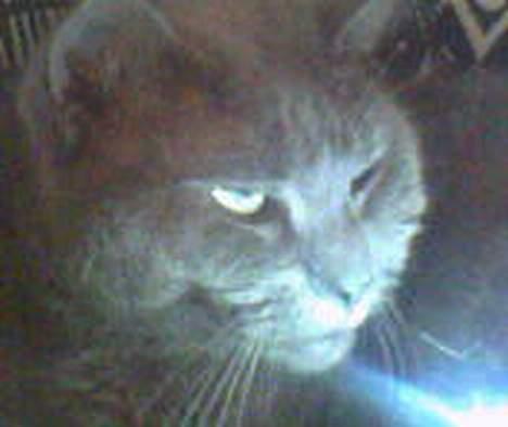 Huskat Musti - åh du havde bare de dejligste kinder :) billede 2