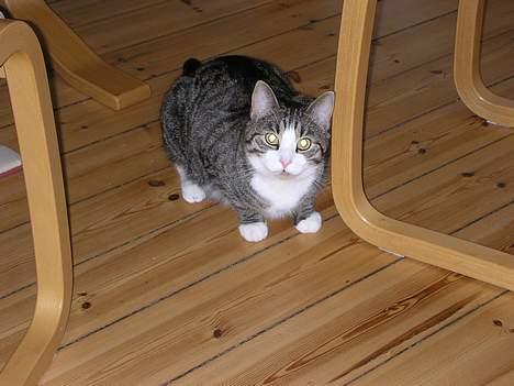 Blanding af racer Frederik - Hehe Her er jeg hjemme igen hos Simone  billede 9