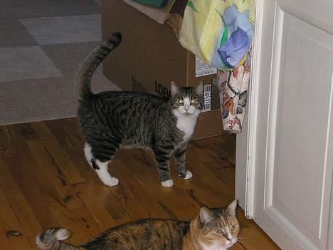 Blanding af racer Frederik - Her er jeg med min hale oppe, og Luna foran mig :D  billede 10