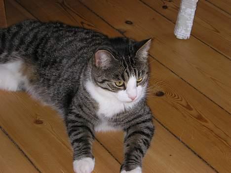 Blanding af racer Frederik - Her ligger jeg bare og nyder livet...! billede 11