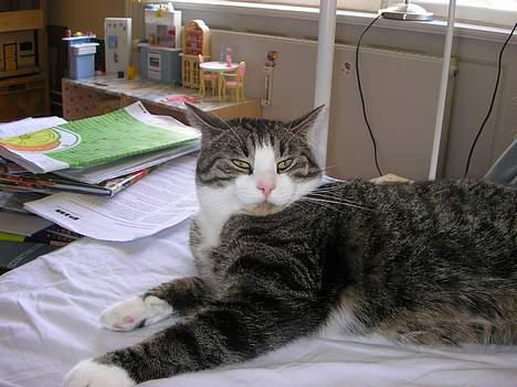 Blanding af racer Frederik - Han er  lidt flad i hovedet!!!  billede 14