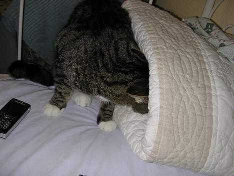 Blanding af racer Frederik - Hehe Jeg stikker af igen :) Hunkan ikke finde mig denne gang med det dumme kamera...! billede 15