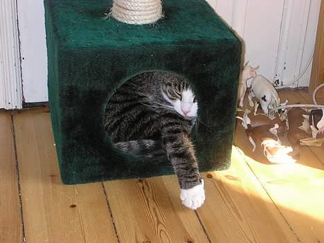 Blanding af racer Frederik - Åhh Gud hvor er jeg dog træt...  billede 16