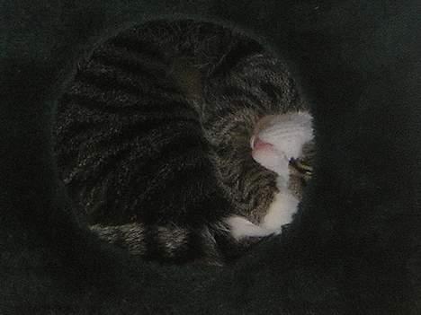 Blanding af racer Frederik - Hulen er vist lidt for lille til ham hehe *NYT* billede 17