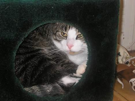 Blanding af racer Frederik - Nu ER Jeg vågen hmmm billede 18