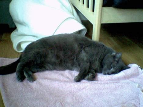 Huskat Musti - her har du det ikke særlig godt. Det var dagen før du skulle ******* :´( *SNØFT* billede 3