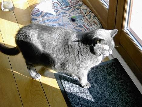 Huskat Musti - Vi savner dig! billede 5