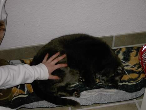 Huskat Musti - åh kom nu tilbage :´( billede 6