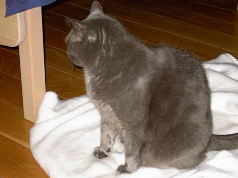 Huskat Musti - årh du var så fin! billede 7