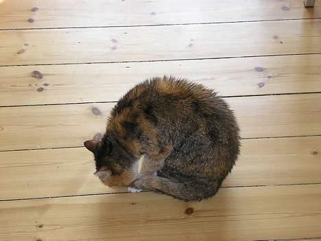 Blanding af racer Luna *Død* - Jeg er blevet pjusket af det bad simone gav mig.. Hrfm. *NYT* billede 18