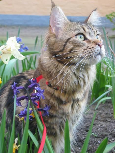 Maine Coon Ally R.I.P - 17/5 06 Hvad er nu det mor? Mmm, den dufter godt.. billede 5