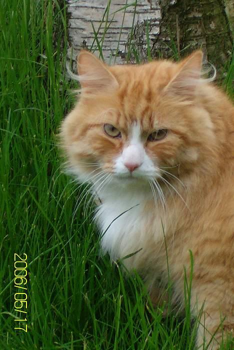 Maine Coon Lucas billede 4