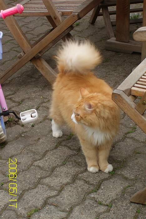 Maine Coon Lucas billede 5
