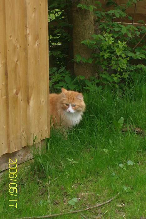 Maine Coon Lucas billede 6