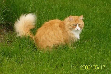 Maine Coon Lucas billede 7
