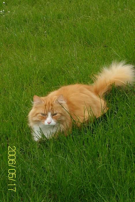 Maine Coon Lucas billede 8