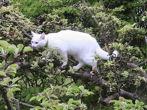 Blanding af racer Nala - Sniger mig ind på Destiny ;-) billede 12