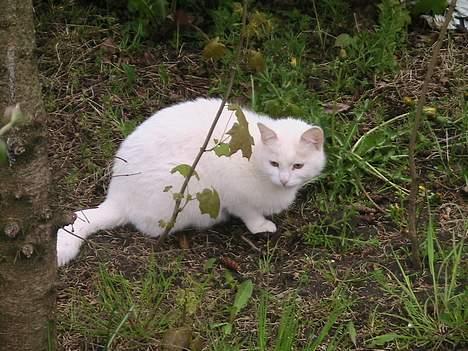 Blanding af racer Nala - Nyder det gode vejr i haven. billede 13