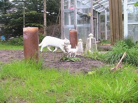 Blanding af racer Nala - Mig og Destiny i haven...s... billede 14