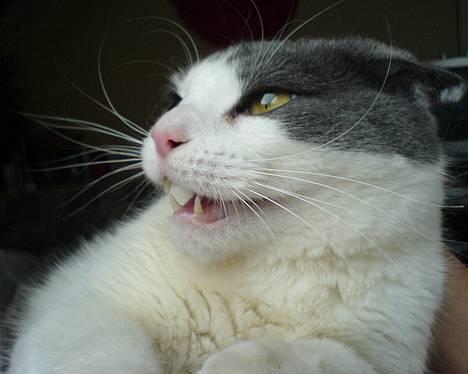 Huskat karl mulle billede 14