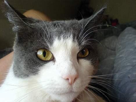 Huskat karl mulle billede 16