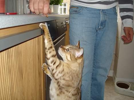 Bengal  Toulouse*GIP* - Hey giv mig nu den snack du lovede..... billede 7