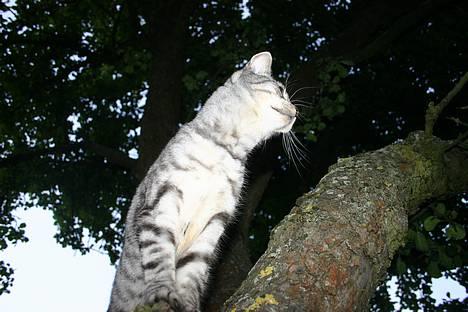 Huskat Kasper (Kastenskjold ) - Hvad har han nu fået øje på? billede 12