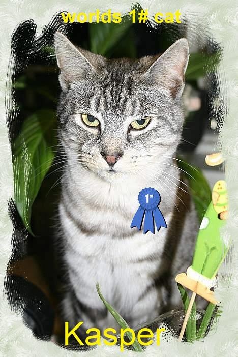 Huskat Kasper (Kastenskjold ) billede 13