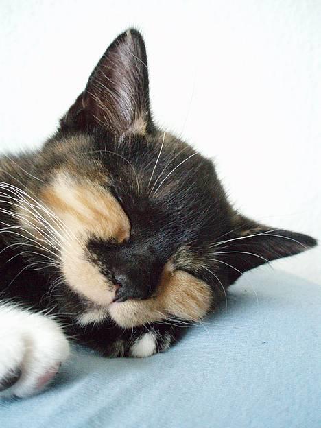 Blanding af racer Mango - Mango på hendes første dag hos os -  sengen blev favoritstedet billede 1