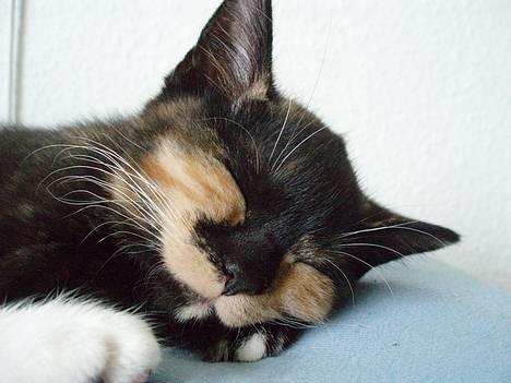 Blanding af racer Mango - Hvor er det dejligt med en lille middagslur billede 2