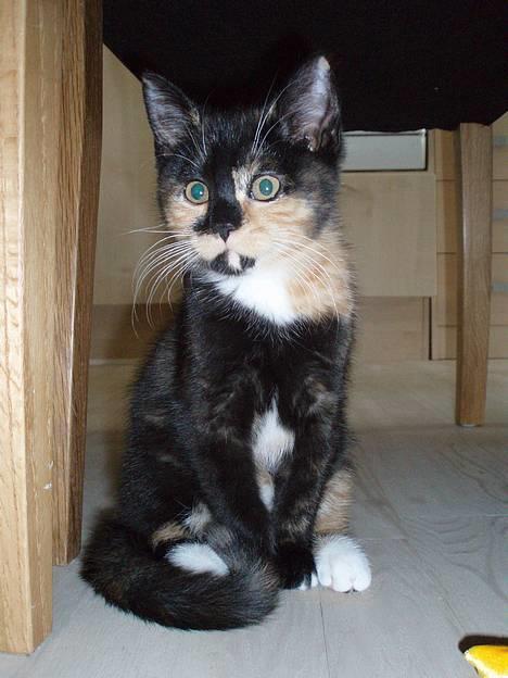 Blanding af racer Mango - Jeg er en rigtig pige - jeg gør mig flot så snart kameraet kommer frem! billede 3