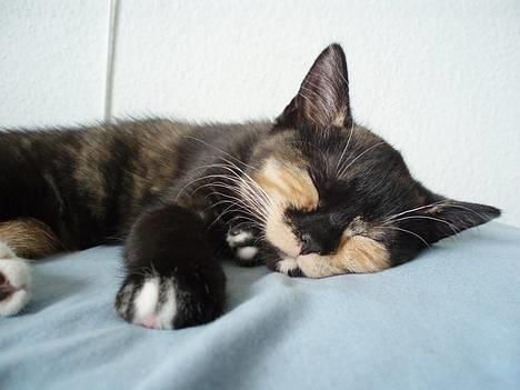 Blanding af racer Mango - Zzzzzzzzzzzzzzzz billede 4